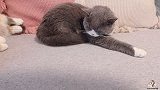 小奶猫长大后与猫妈妈的关系发生了变化，从小棉袄变成了劲敌！