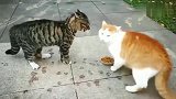 橘猫：你咋就不敢跟狸花猫干一架呢