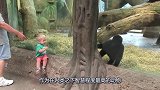 小男孩隔窗与猩猩宝宝，玩起了捉迷藏，其智商不容小视