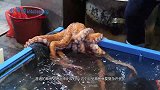17公斤巨型章鱼怎么吃最好？街边摊大哥帮顾客处理，过程真舒服