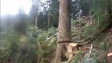 几个人抱不住的苍天大树，伐木工伐倒的瞬间，扔下机器就跑