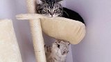 小母猫想偷袭公猫，结果公猫却不为所动！