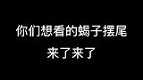 你们想看的蝎子摆尾，来了来了