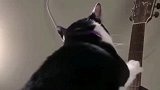 每一只小猫咪都有一个音乐梦，看视频中的这只猫，吉他弹的真好