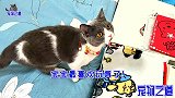 看到主人和小奶猫玩，嫉妒的公猫突然伸爪就揍小猫，太霸道了