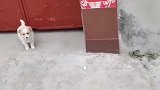 陕西农村小奶狗被小姐姐吓得来回钻，狗狗：惹不起我躲得起！