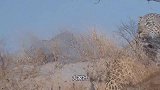 狭路相逢！花豹对战成年疣猪，豹子的反应让人摸不着头脑