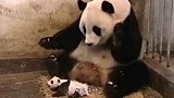 熊猫将宝宝推到沟里，突然想起娃是亲生的，神反转太可爱了