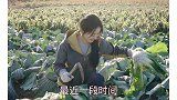 赵丽颖离婚后下地干农活，手脚麻利，很配赵丽颖的童年歌