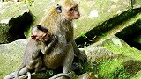 可怜猴宝宝这么吓着玩要求奶，猴宝宝露出牙齿吓着小猴子打架