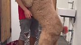 比人还高的不良少犬，居然还撒娇要抱抱