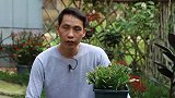 用鸡蛋壳养花，最怕做错1步，不但没效果，还得不偿失！