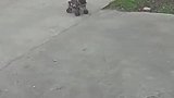 姐姐拼尽全力拉拽妹妹婴儿车躲避汽车