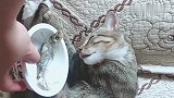 主人拿小鱼给正在睡觉的猫咪闻，猫咪我好像梦到小鱼干了