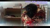 丈夫沉迷网聊，妻子偶然看见，发现内容不堪入目！