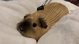 给豚鼠宝宝梳毛发的搞笑操作，真是活的比人还精致！