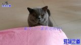 两只小猫把小公猫当成妈妈，纠缠着非要找吃的，小胖猫表示很绝望