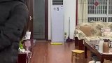 女子跟猫咪吵架，猫咪忍不住想动手
