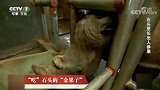 石头里长出人参果，三道工序让它顺利长大