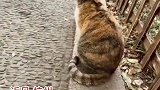 短短几秒钟如何让猫愧疚一辈子