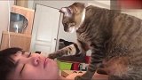 猫咪站在主人的身上叫他起床，猫：铲屎的，朕饿了！