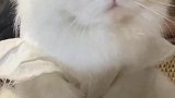 重金悬赏小猫咪未婚夫