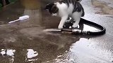 猫：水费都交不起了，还这么浪费水！