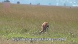 小鹿被野猪抓住，鹿妈妈一招解救，镜头拍下惊险全过程！