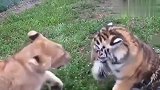 老虎幼崽和狮子幼崽对决，看谁能成为小霸王