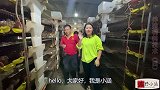15天高温密封孵化，10平出50000只，一只卖5元赚25万