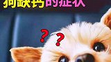 养犬知识狗的日常