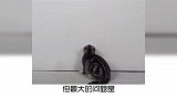 宠物冷知识：你会正确使用激光笔吗？