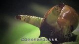 老外作死实验！让蜗牛在刀刃上爬，没想到接触的瞬间意外发生了