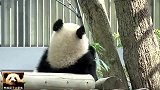 熊猫香香公主亮出可爱背影杀，萌萌的，胖胖的