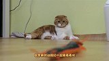 主人给猫咪买一只蜈蚣玩具，小奶猫吓得到乱窜，看完忍住别笑