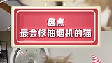 盘点最会修油烟机的猫