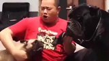 这个狗子完全诠释了什么叫做狗仗人势，搞笑