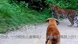 花豹偷袭土狗，却遭狗子臭骂，豹-这货要上天？