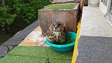 猫头鹰爱干净，自己洗澡，洗完之后变成落汤猫