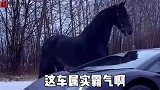 搞笑配音：这马有自己的想法啊！咱俩弄个组合吧，叫骏马怎么样？