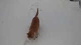 外面下大雪想带两只流浪橘猫回家，没想到真的一路乖巧的跟着!