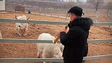 男子在牛面前吹斗牛曲，小心它以后报复你