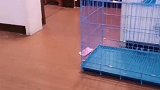 本来想难为一下这个小财迷结果又损失一张唉，当你主人太难了戏精 萌宠