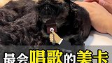 迪士尼小狗会唱歌了赶紧来听听