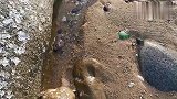 赶海：大批螺群被海浪卷上岸，随随便便就捡了几十个，满载而归