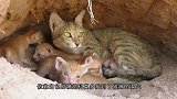 科莫多巨蜥袭击猫窝，猫妈妈尖叫奋力反抗，接下来会发生什么