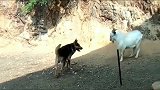 狗狗和山羊打架，山羊一要顶它狗狗就跑，最后山羊跑是什么套路
