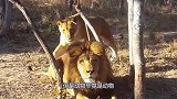 饲养员刚和雄狮待一块，下一秒狮子突然发狂，镜头记录全过程！