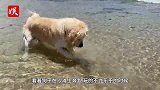 狗子海中嬉戏，突然背后黑影袭来，主人看清真相绝望惊叫！