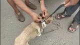 农村狗市：土狗被狗贩子，提着狗绳装入铁笼，动作都让人看不清！